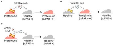 suPAR, a Circulating Kidney Disease Factor